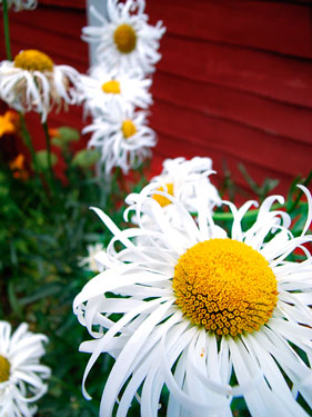 Daisy